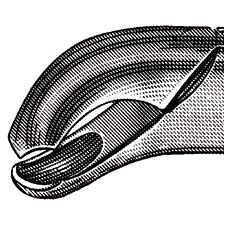 Extracting Forceps – # 18L, Left