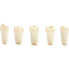 660 Series Ivorine® Teeth Complete Set, 1 x 32