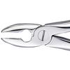 Patterson® Extracting Forceps – # MD1 