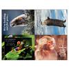 Wildlife 4-Up Laser Postcard Assortment Pack, 5-1/2