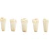 Ensemble complet de dents 660 Series Ivorine®, 1 x 32