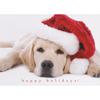 Animal Holiday Greeting Cards with Personalized Envelopes, 50/Pkg
